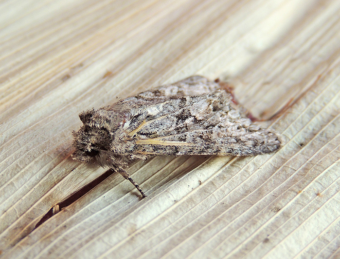 Noctuidae: Acronicta rumicis?   No, cfr.  Dryobotes eremita